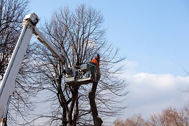 How Our Tree Care Process Works  in  Pittsboro, IN